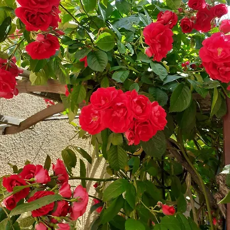 Rose Apartment *